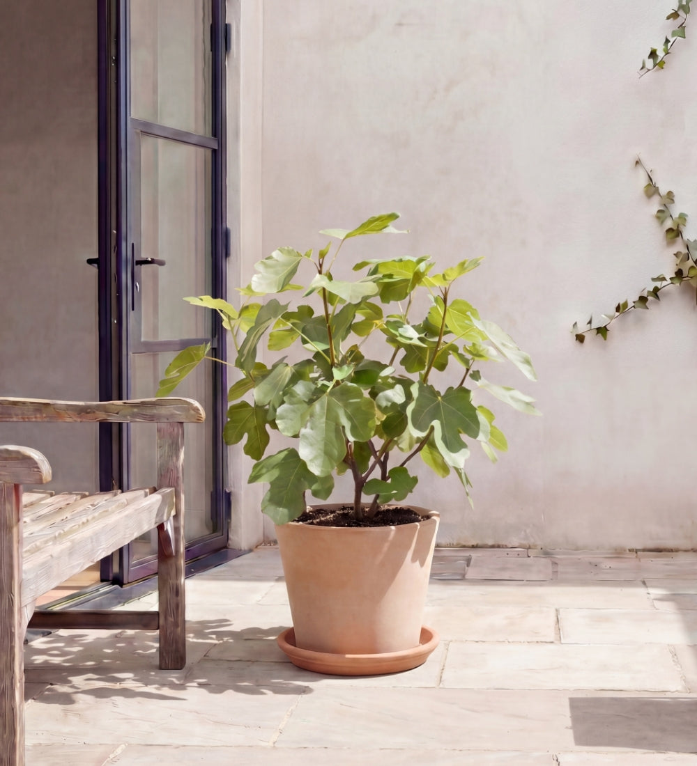 Fig Tree