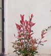 Photinia