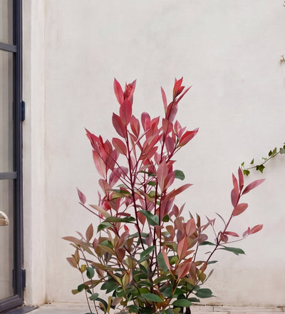 Photinia