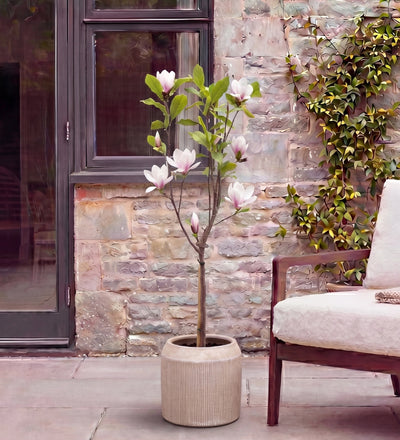 Magnolia Tree