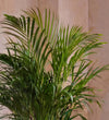 Areca Palm