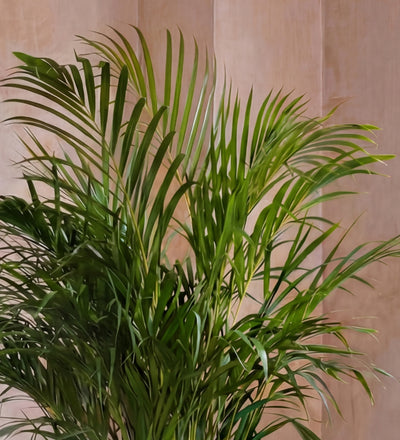 Areca Palm