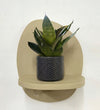 Mini Snake Plant & Pot