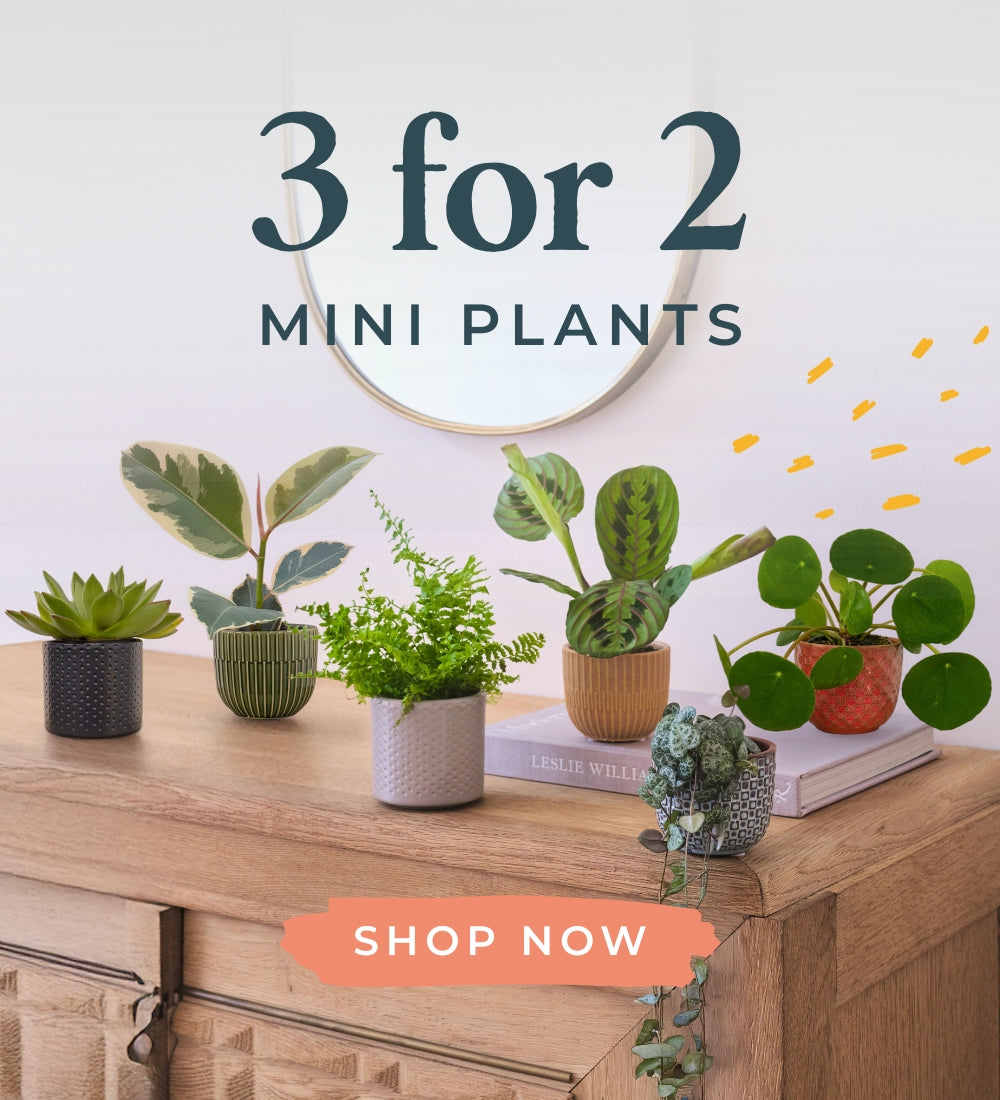 3 for 2