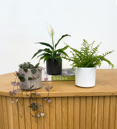 Mini Lucky bamboo & pot