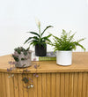 Mini Spider Plant & Pot
