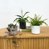 Mini Swiss Cheese Plant & Pot