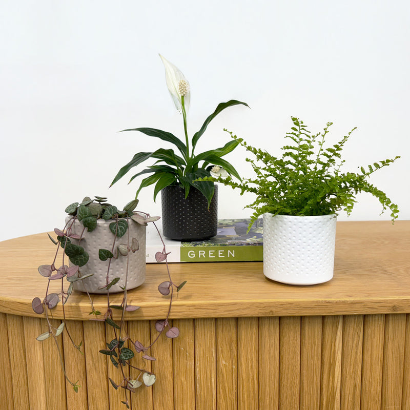 Mini Swiss Cheese Plant & Pot