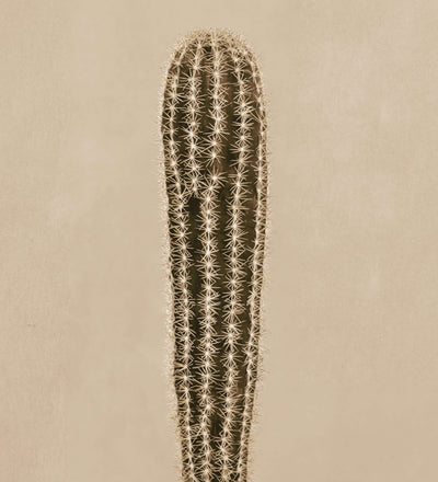 Artificial Pachycereus Cactus