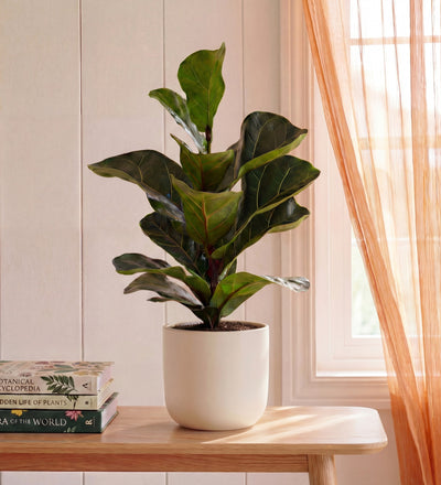 Fiddle-leaf Fig