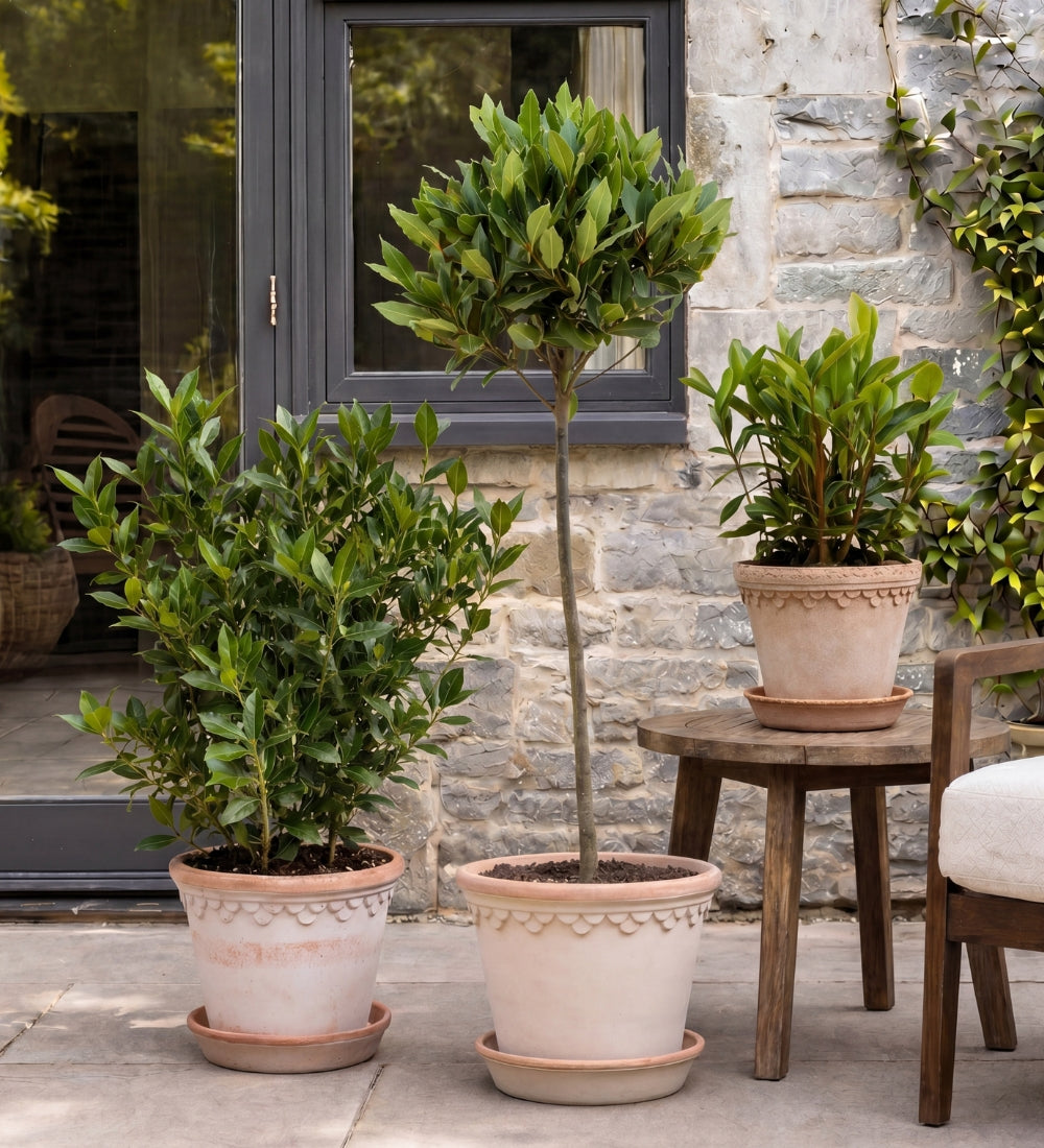 Bay Tree