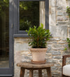 Bay Tree