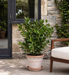 Medium Bay Tree Pair