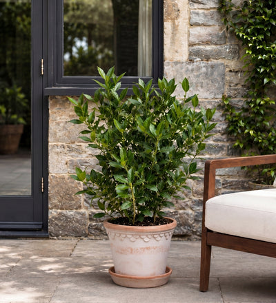 Medium Bay Tree Pair