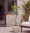 Magnolia Tree