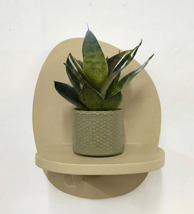 Mini Snake Plant & Pot