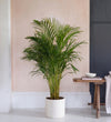 Areca Palm
