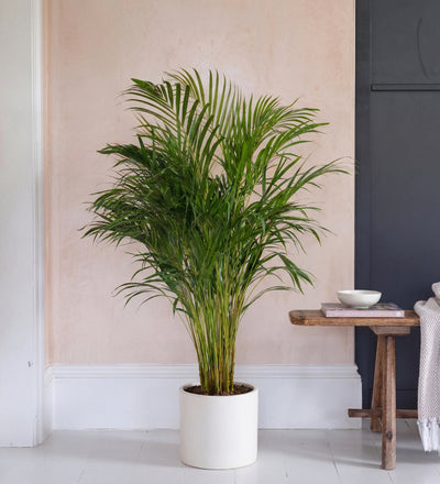 Areca Palm