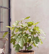 Fig Tree