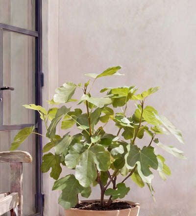 Fig Tree