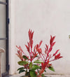 Photinia