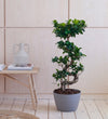 Bonsai Ficus Ginseng & Pot
