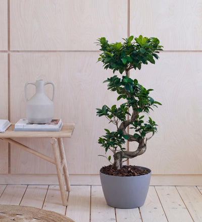 Bonsai Ficus Ginseng & Pot