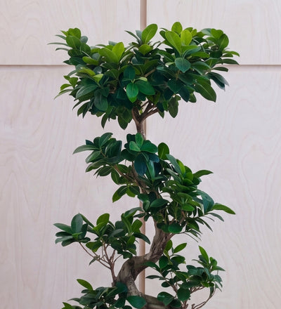 Bonsai Ficus Ginseng & Pot