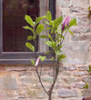 Magnolia Tree