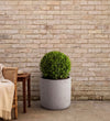 Buxus Ball Pair