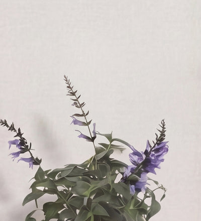 Purple Salvia