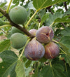 Fig Tree