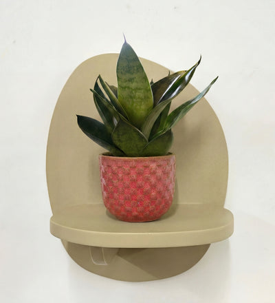 snake plant hanging basket Mini Snake Plant & Pot