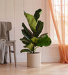 Fiddle-leaf Fig