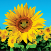 668180_LIT_PDF_BeardsandDaisies-front