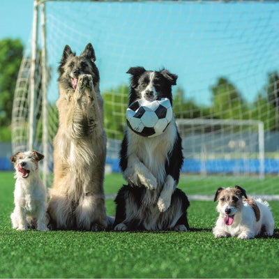 Dogs Playing Football Card