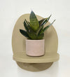 Mini Snake Plant & Pot
