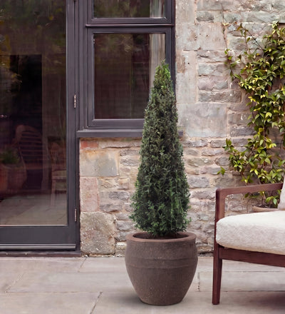 Buxus Pyramid Pair