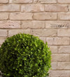 Buxus Ball Pair