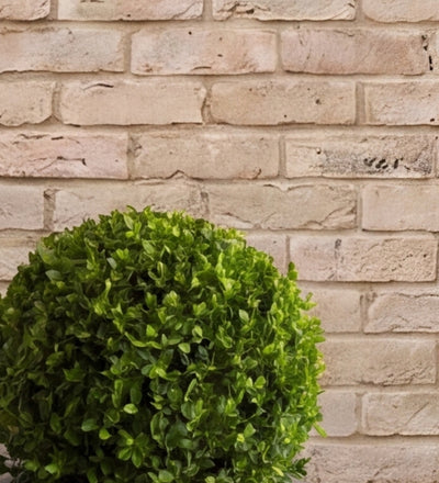 Buxus Ball Pair