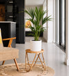 Kentia Palm