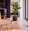 Kentia Palm in Self-watering Pot