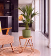 Kentia Palm in Self-watering Pot