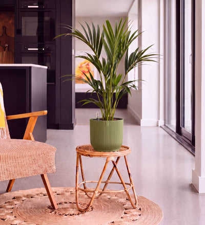 Kentia Palm in Self-watering Pot