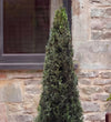 Buxus Pyramid Pair