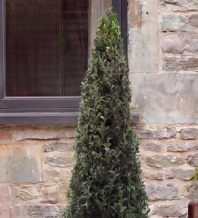 Buxus Pyramid Pair