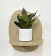 Mini Snake Plant & Pot