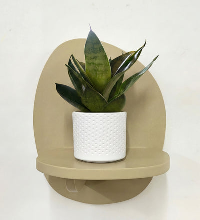 Mini Snake Plant & Pot