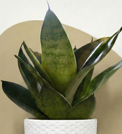Mini Snake Plant & Pot