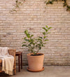The Patio Orchard